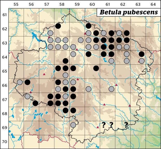 Mapa výskytu - bříza pýřitá - Betula pubescens