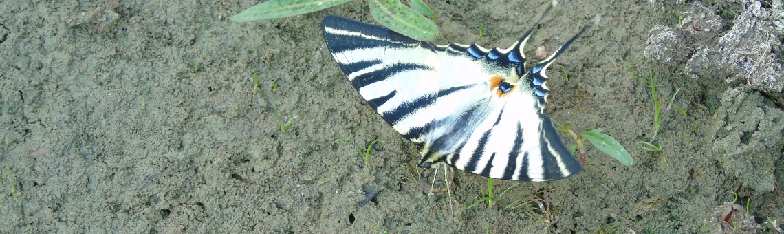 Otak&aacute;rek ovocn&yacute; (Iphiclides podalirius), ryb. Nov&yacute; Pt&aacute;čovsk&yacute;, PP Pt&aacute;čovsk&eacute; rybn&iacute;ky, Pt&aacute;čov [TR] - 26.7.2016, foto Vojtěch Kodet