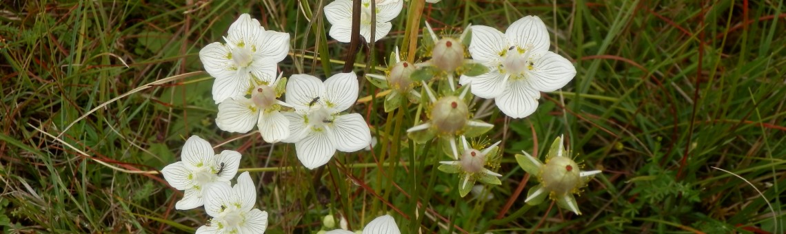 Tolije bahenní (Parnassia palustris), PR Chvojnov, Milíčov u Jihlavy [JI] - 12.8.2014, foto Vojtěch Kodet