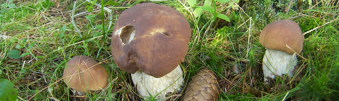 Hřib smrkový (Boletus edulis) - 20.8.2010, foto Vojtěch Kodet
