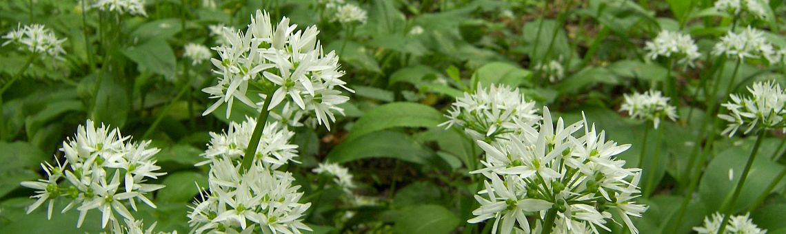 Česnek medvědí (Allium ursinum) v PP Vysoký Kámen [JI] - 29.5.2006, foto Vojtěch Kodet