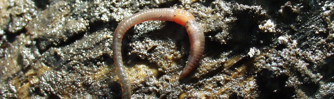Ž&iacute;žala obojživeln&aacute; (Eiseniella tetraedra) - foto Václav Pižl