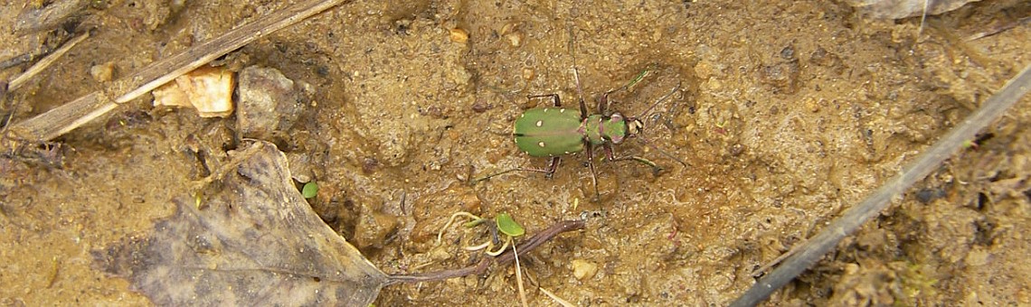 Svižník polní (Cicindela campestris), Vílanecká střelnice, Vílanec u Jihlavy [JI] - 4.4.2008, foto Vojtěch Kodet