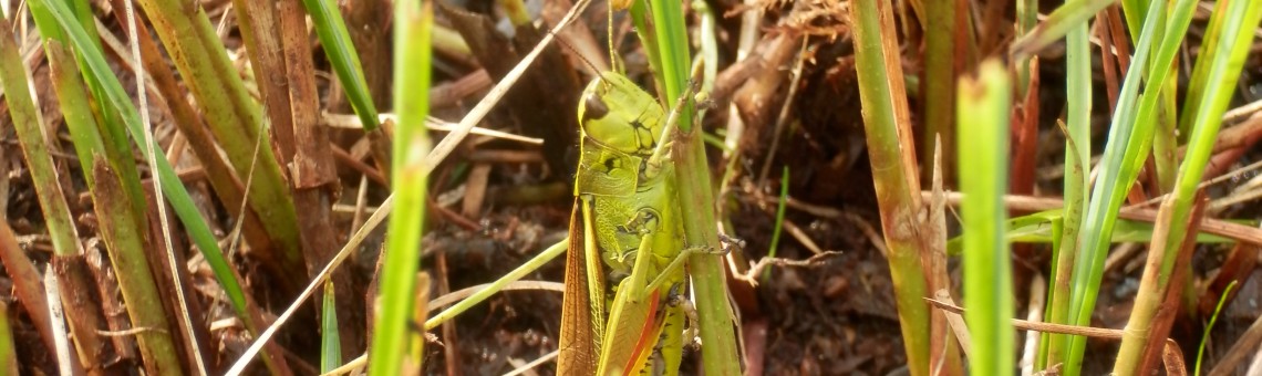 Saranče mokřadní (Stethophyma grossum), PR Rašeliniště Loučky - 12.8.2014, foto Vojtěch Kodet