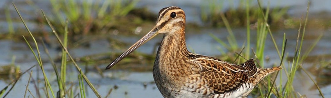Bekasina otavní (Gallinago gallinago) - foto Petr Mückstein