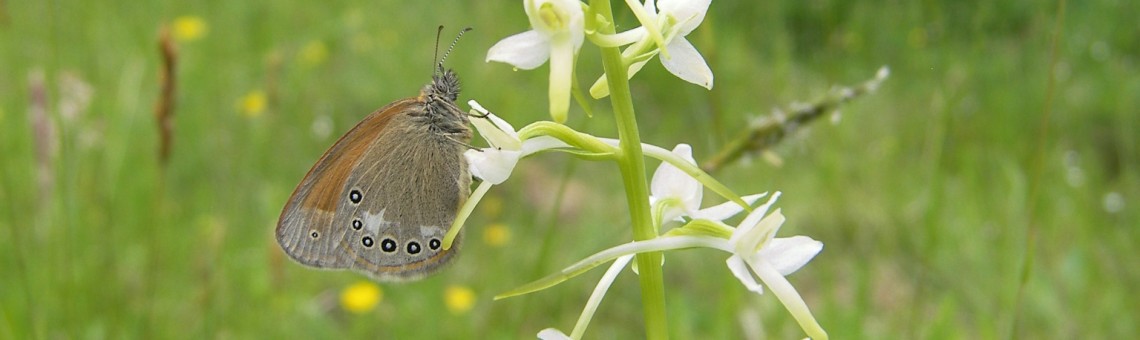 Okáč třeslicový (Coenonympha glycerion) na vemeníku dvoulistém (Platanthera bifolia), Pístovské mokřady, Pístov u Jihlavy [JI] - foto Vojtěch Kodet