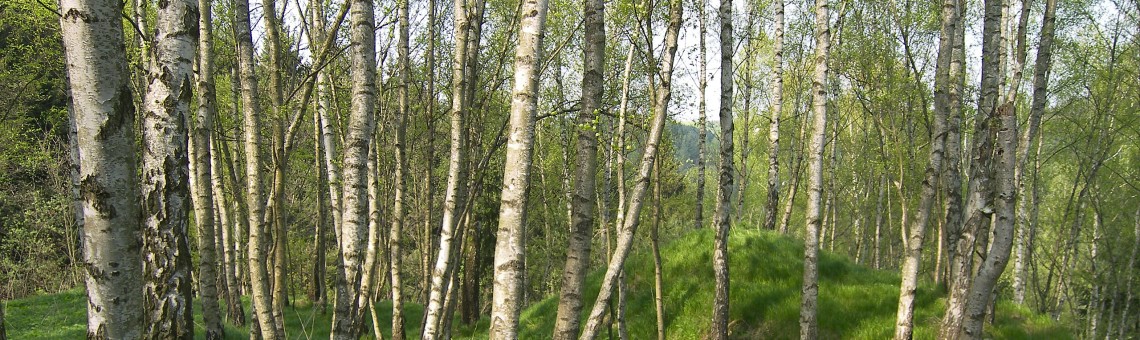Pístovské mokřady, Pístov u Jihlavy [JI] - foto Vojtěch Kodet