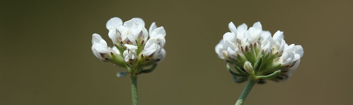 Bílojetel německý (Dorycnium germanicum) v NPR Mohelenská hadcová step [TR] - 10.6.2015, foto Libor Ekrt