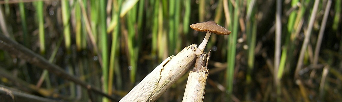 Křehutka orobincová (Psathyrella typhae), ryb. Záhumenice, Hostákov [TR] - 10.6.2010, foto Vojtěch Kodet