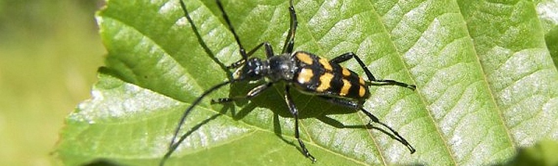 Tesařík čtveropásý (Leptura quadrifasciata), PR Vílanecké rašeliniště, Vílanec u Jihlavy [JI] - 19.8.2006, foto Vojtěch Kodet