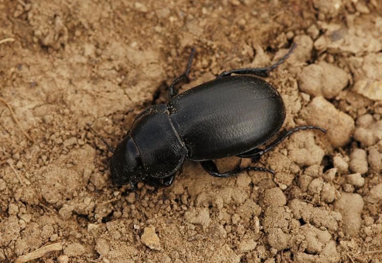 Hrbáč Zabrus spinipes, foto Václav Křivan
