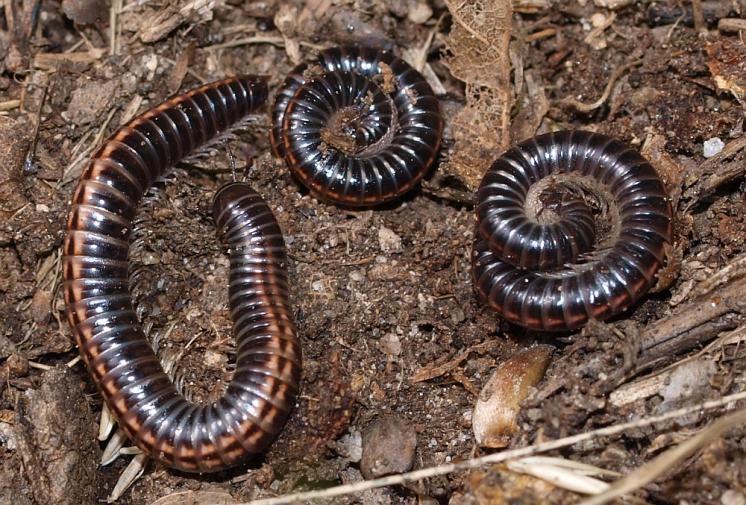 Prstencovka dvoupásá (Ommatoiulus sabulosus), Výrova skála, údolí Rokytné, 24.6.2015, foto Karel Tajovský