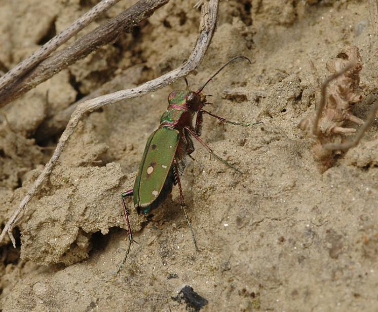 Svižník polní (Cicindela campestris), foto Václav Křivan