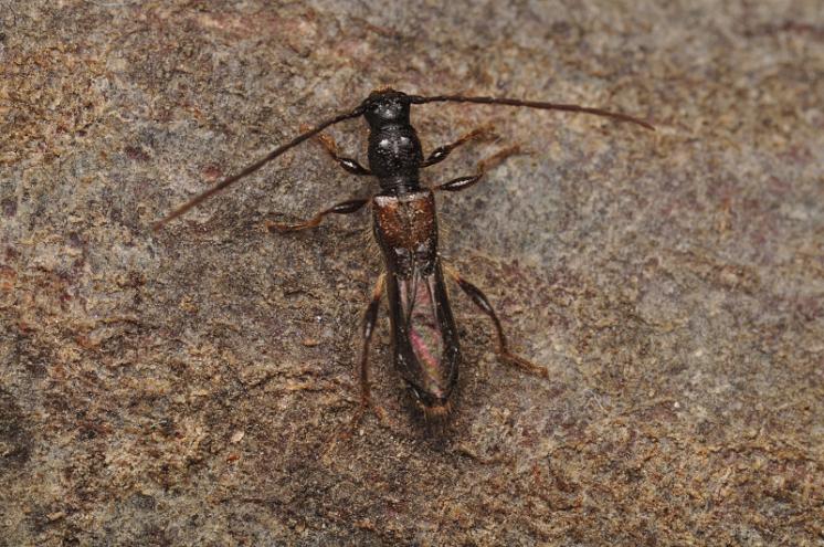 Tesařík Glaphyra umbellatarum, foto Václav Křivan