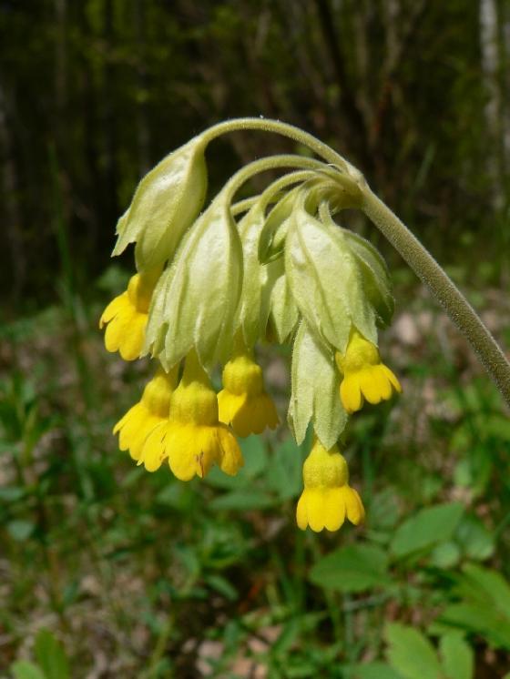 Prvosenka jarní (Primula veris), Mrákotín [JI], 2.5.2008, foto Luděk Čech