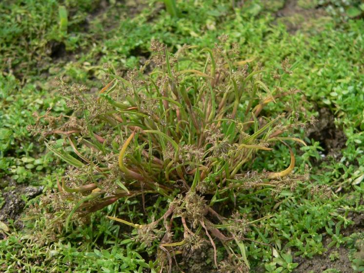 Puchýřka útlá (Coleanthus subtilis), Borovná, Nový rybník [JI], 12.6.2007, foto Luděk Čech