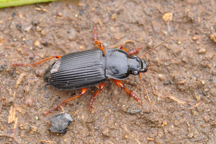 Střevlíček Anisodactylus binotatus, foto Václav Křivan