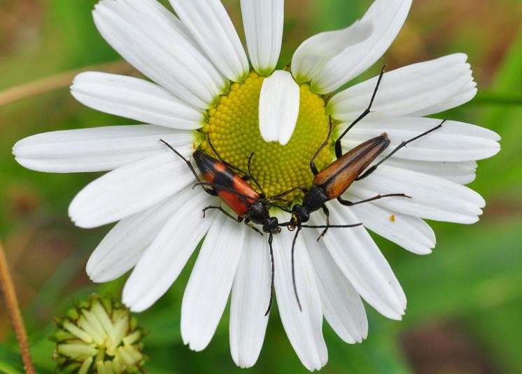 Tesařík dvojpásý (Stenurella bifasciata), Brtnice, foto Václav Křivan