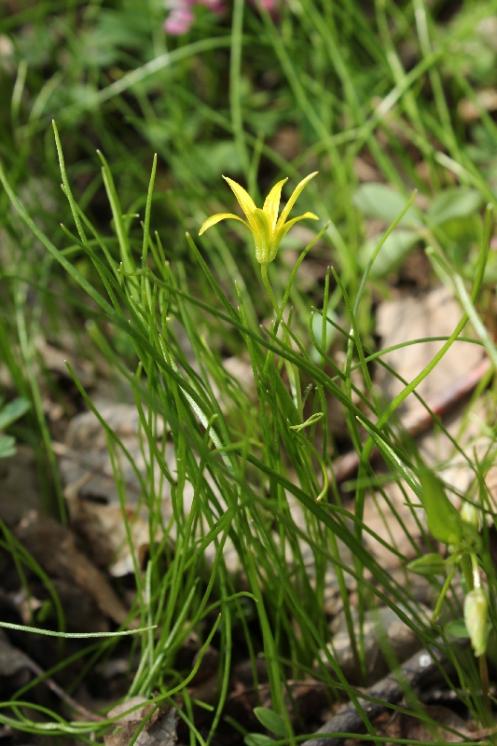 Křivatec nejmenší (Gagea minima), Plešice, Staré Duby [TR], 10.4.2015, foto Libor Ekrt