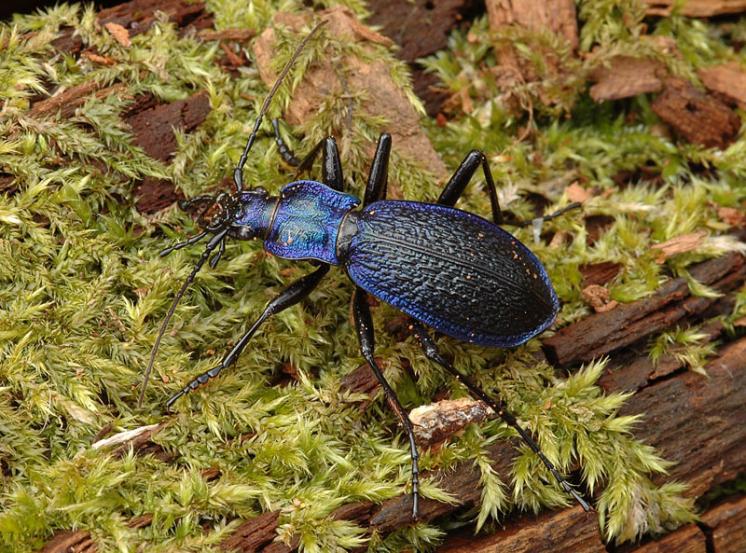 Střevlík vrásčitý (Carabus intricatus), foto Václav Křivan