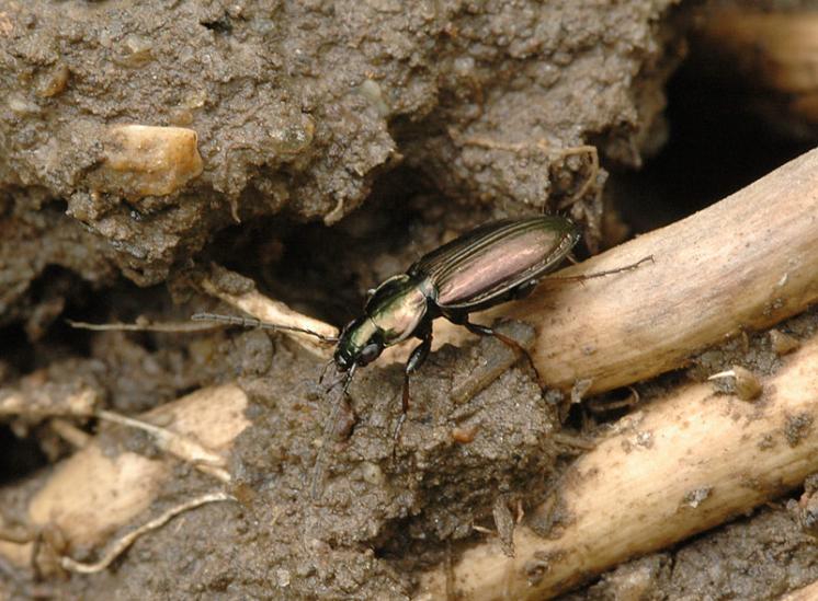 Střevlíček Agonum muelleri, foto Václav Křivan