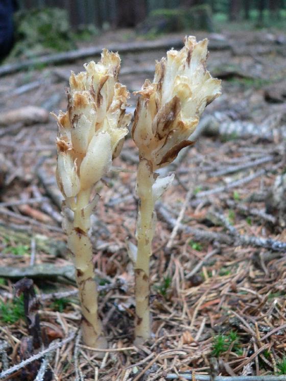 Hnilák smrkový (Monotropa hypopitys), Starý Telečkov [ZR], 27.7.2011, foto Luděk Čech