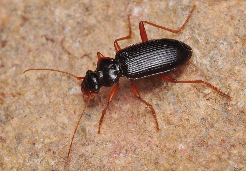 Střevlíček Leistus piceus, foto Václav Křivan