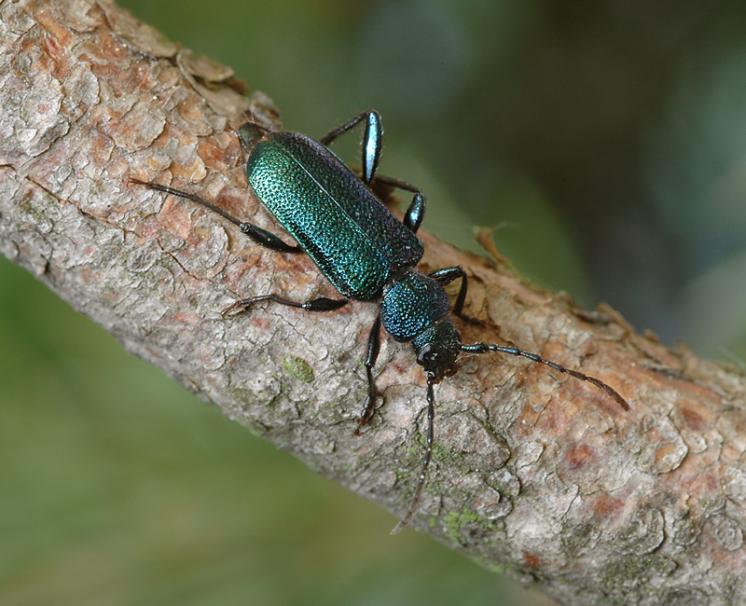 Tesařík fialový (Callidium violaceum), Štěměchy, foto Václav Křivan