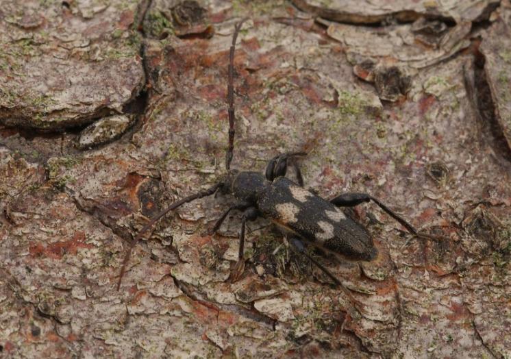Tesařík Semanotus undatus, Příštpo, foto Václav Křivan