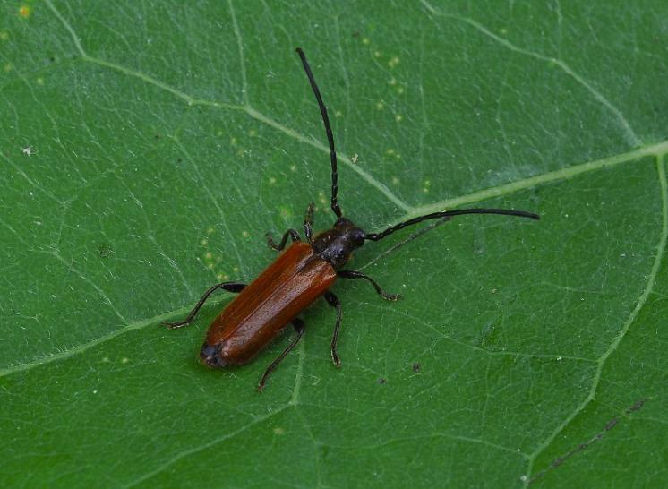 Tesařík Anisarthron barbipes, Třebíč, foto Václav Křivan