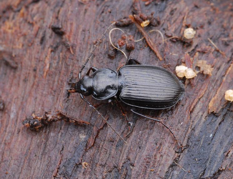 Střevlíček Agonum duftschmidi, foto Václav Křivan