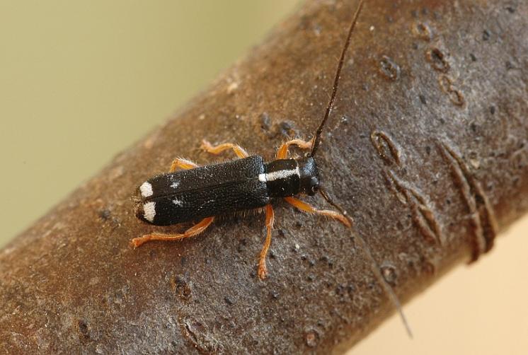 Kozlíček Menesia bipunctata, foto Václav Křivan
