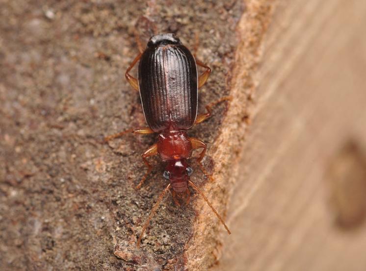 Střevlíček Dromius agilis, foto Václav Křivan