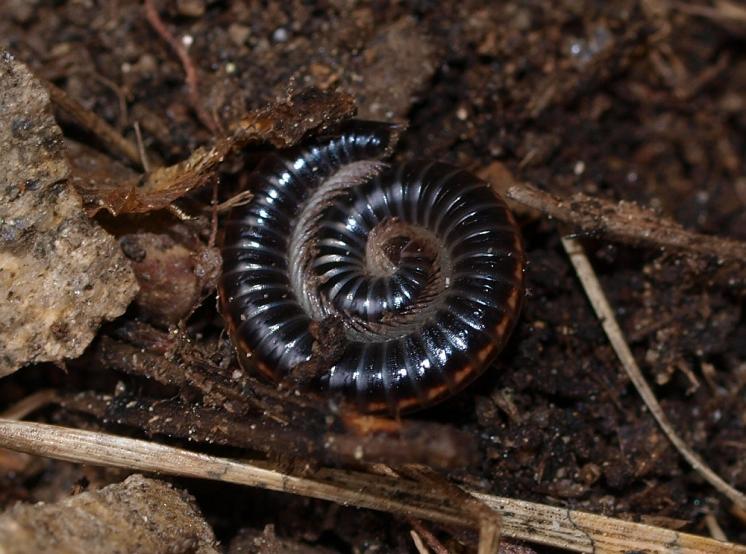 Prstencovka dvoupásá (Ommatoiulus sabulosus), Výrova skála, údolí Rokytné, 24.6.2015, foto Karel Tajovský