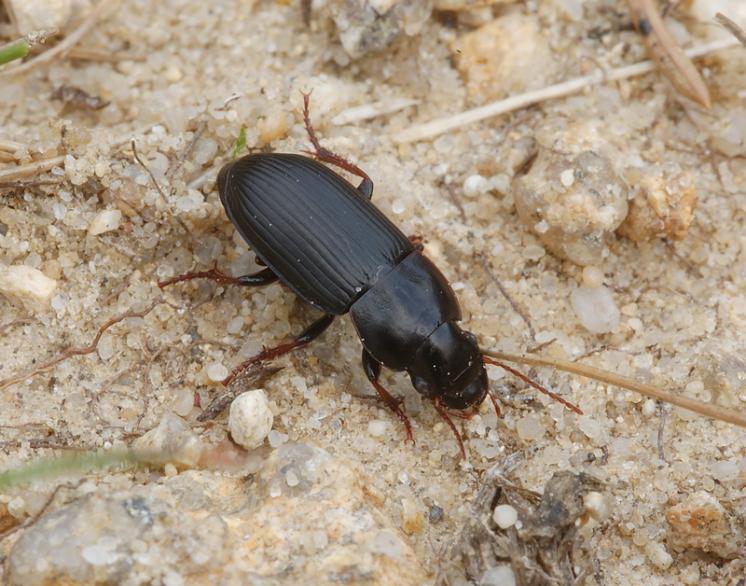 Střevlíček Harpalus solitaris, foto Václav Křivan