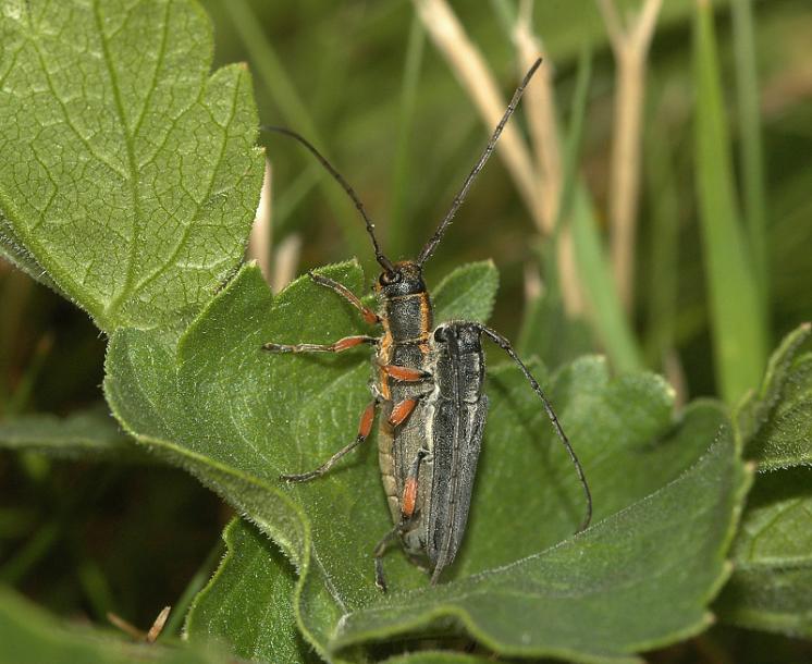 Kozlíček mrkvový (Phytoecia icterica), foto Václav Křivan