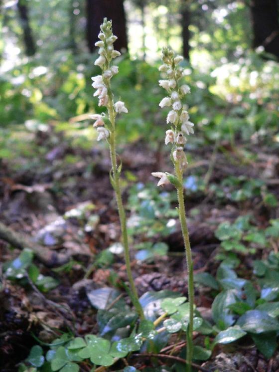 Smrkovník plazivý (Goodyera repens), Sedlec [TR], 16.7.2009, foto Luděk Čech