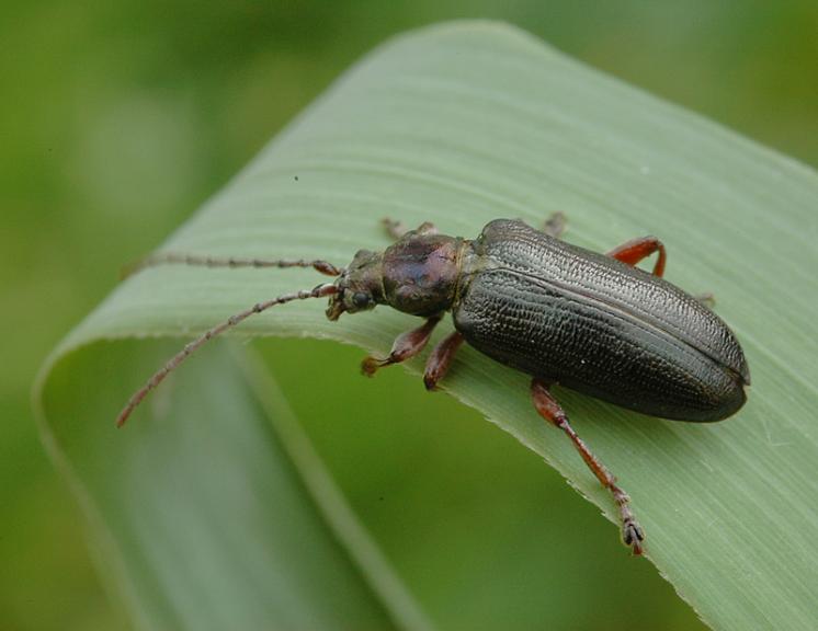 Rákosníček Plateumaris braccata, foto Václav Křivan