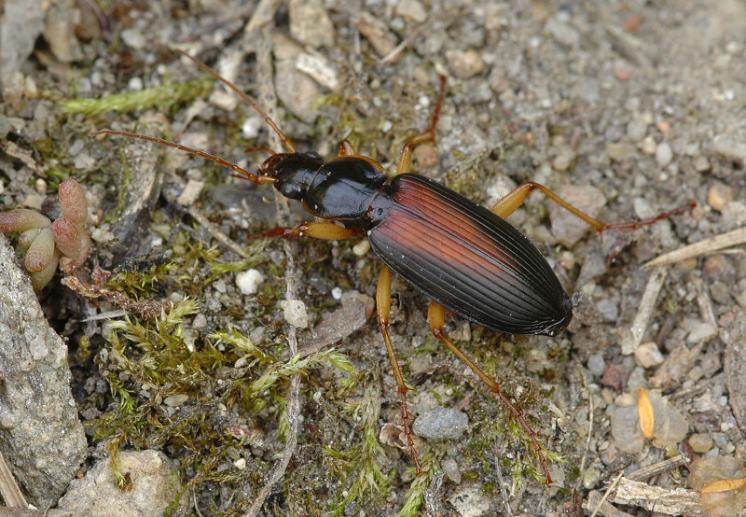 Střevlíček Dolichus halensis, foto Václav Křivan