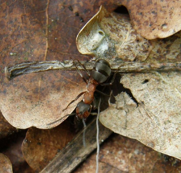 Mravenci lesní (Formica rufa) hrají ve společenstvech bezobratlých často klíčovou roli, foto Klára Bezděčková.