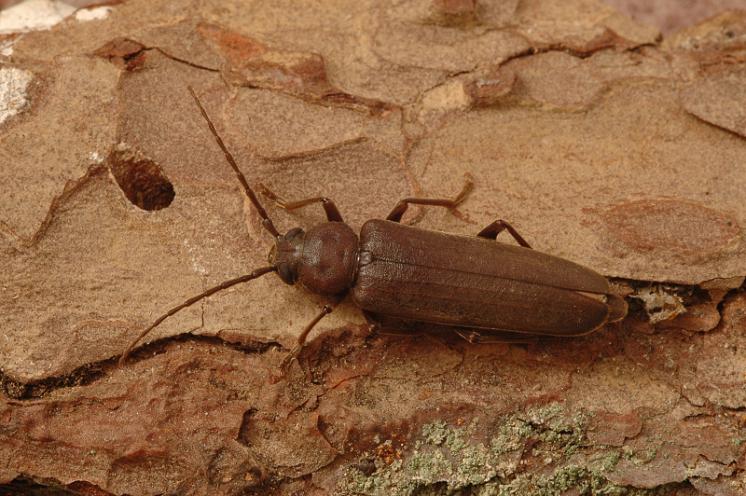 Tesařík hnědý (Arhopalus rusticus), Štěměchy, foto Václav Křivan