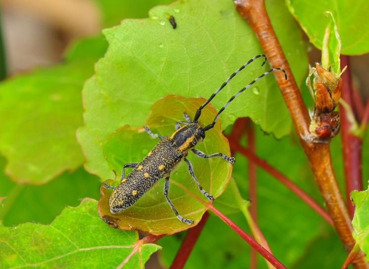 Kozlíček osikový (Saperda populnea), Pocoucov, foto Václav Křivan
