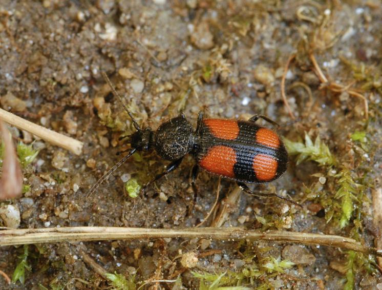 Střevlíček Panagaeus cruxmajor, foto Václav Křivan