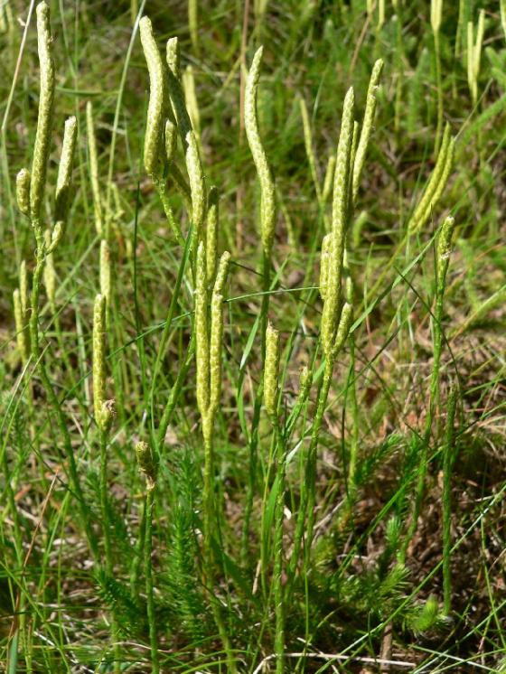 Plavuň vidlačka pravá (Lycopodium clavatum), Úsobí [HB], 2.8.2007, foto Luděk Čech