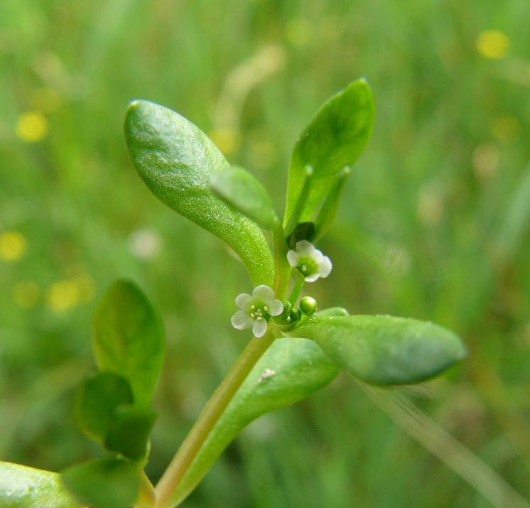Zdrojovka hladkosemenná potoční (Montia fontana subsp. amporitana), Nezdín [HB], 29.5.2008, foto Josef Komárek