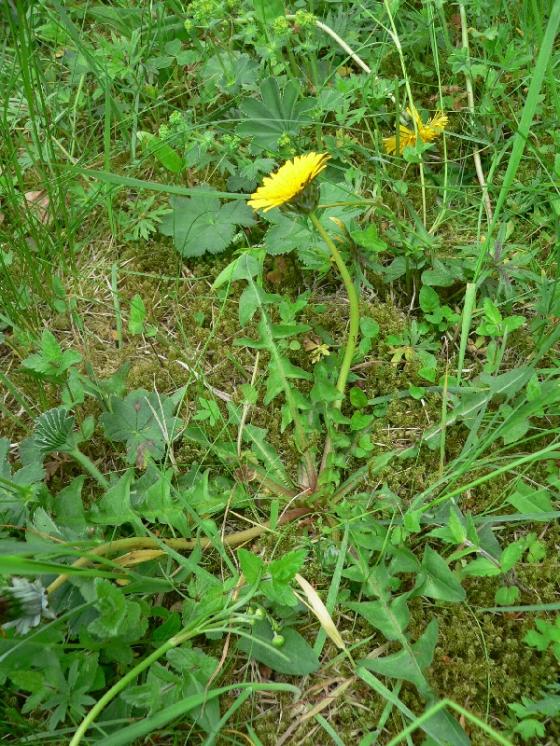 Pampeliška Nordstedtova (Taraxacum nordstedtii), Řídelov [JI], 28.5.2008, foto Luděk Čech