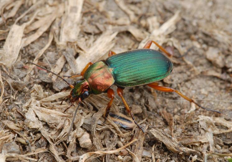 Střevlíček Chlaenius nigricornis, foto Václav Křivan