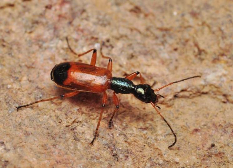 Střevlíček Odacantha melanura, foto Václav Křivan