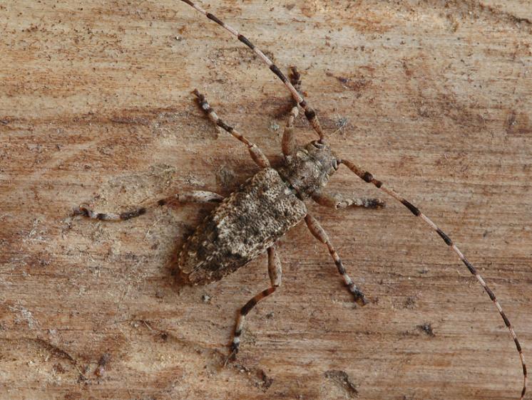 Kozlíček jedlový (Acanthocinus reticulatus), foto Václav Křivan