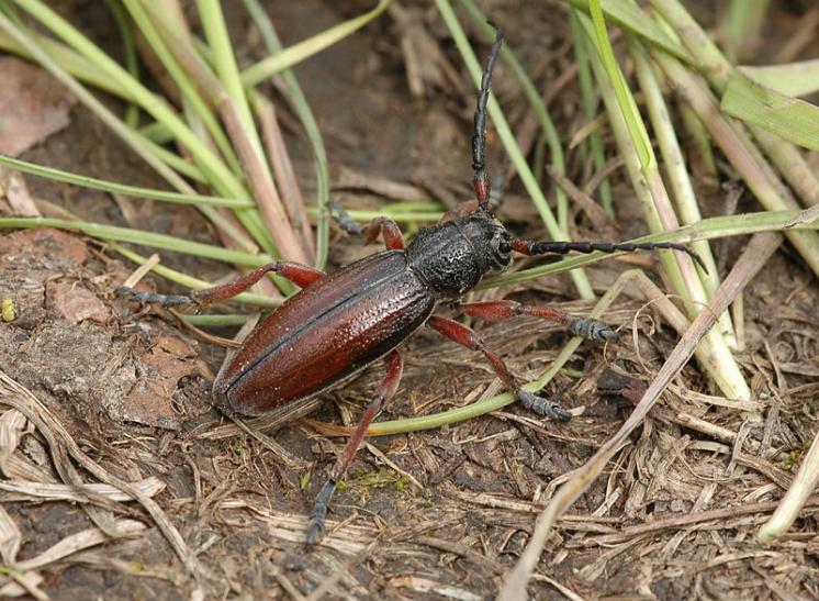 Kozlíček hnědý (Dorcadion fulvum), foto Václav Křivan